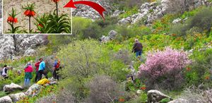 Afşin’de ters laleler açtı Koparana 700 bin TL ceza