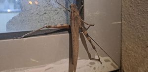 Cama çarpanı kuş zannetti, dev etçil çekirge çıktı Boyutu ağızları açık bıraktı