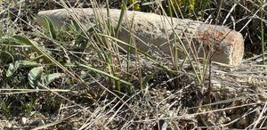 Mantar ararken top mermisi buldu, 20 metre taşıdı