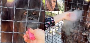 Nesli tükenmekte olan orangutana elektronik sigara içiren sporcu büyük tepki çekti