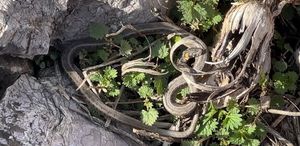 Brezilya’nın ’Yılan Adası’ değil Yüksekova