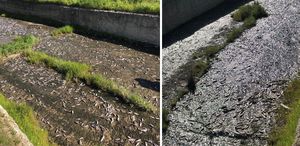 Tekirdağ’da gölde toplu balık ölümleri yaşandı