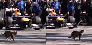 İstanbul’da Formula 1 aracını selamlayan kedi dünyada viral oldu