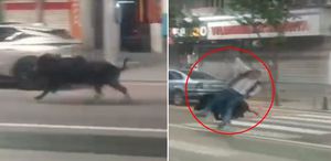 Batman’da kent merkezine inen yaban domuzu 3 kişiyi yaraladı