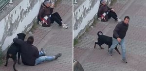 Rottweiler, küçük köpeğe saldırdı Kadının çığlıkları mahalleyi inletti