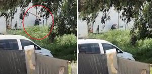 Tavuklarını yediği gerekçesiyle sokak köpeğini sopayla döven kişi gözaltında