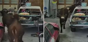 Ankara’da ahırdan kaçan kurbanlıklar oto tamirciye daldı