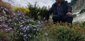 Dünyada sadece Aydın’da yetişen ’Küçük Çan’ yok olma tehlikesiyle karşı karşıya