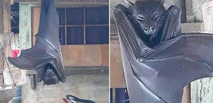 Görenleri dehşete düşüren yarasa Uzmanların açıklaması şaşkınlık yarattı