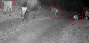 Görüntü Türkiye’den Gecenin karanlığında dehşete düşüren anlar