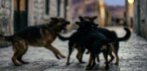 Van’da sahipsiz köpeklerin saldırısı sonucu bir çocuk hayatını kaybetti, bir çocuk yaralandı