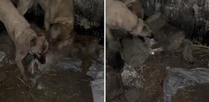 Ahıra girmeye çalışan kurt, kangallara yakalanınca bedelini ağır ödedi