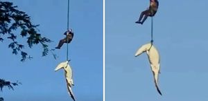 Helikopterle timsah avı: İnsan yiyen canavarı nehirden böyle çıkardılar