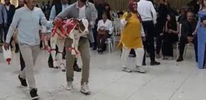 Osmaniye’de damada düğünde altın yerine buzağı verildi