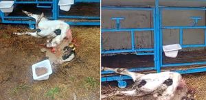 Başıboş köpekler buzağıyı parçaladı