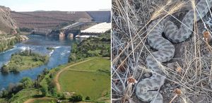 Bolu’dan sonra Elazığ’da da görüldü Bir ısırığı öldürüyor