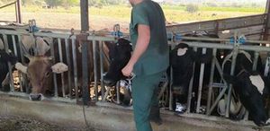 Aydın’da şap hastalığı nedeniyle 17 mahallle karantinaya alındı