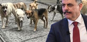 Bakan Çiftçi: Sokak hayvanlarının tamamını Eylül-Ekim aylarında toplamayı hedefliyoruz