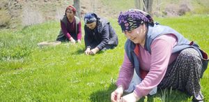 Jilet yardımıyla tek tek toplanıyor Kilosu 200 TL