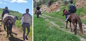 Sabah ezanıyla yola çıkıyorlar, katırlarla 3 saat gidip topluyorlar
