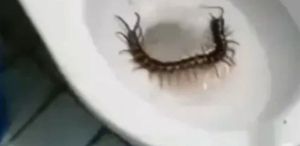 Otel tuvaletinden çıkan dev yaratık dehşete düşürdü: “Bu bir uzaylı“