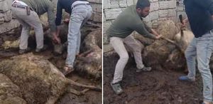 Sabah uyanıp ağıla giden üretici, gördüğü manzara karşısında şoke oldu