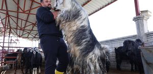Kurban mesaisinde ’rekor’ heyecanı: 140 kilogramlık dev keçi