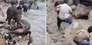 Hindistan’da iki fil birbirine girdi, bir turist hayatını kaybetti
