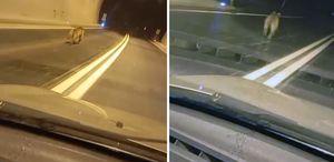 Tünelde ayı paniği: Dakikalarca aracın önünde koştu