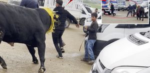 Canlı hayvan borsasında kaçan boğa paniğe neden oldu o anlar kamerada
