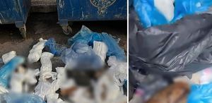 Çöp konteynerinde 33 ölü kedi bulundu, 1 veteriner gözaltına alındı