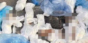 İzmir Buca’da 33 kedi ölü bulundu, soruşturma başlatıldı