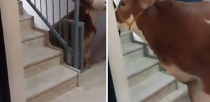 Kurbanlık boğa 6 katlı binanın terasında kesildi