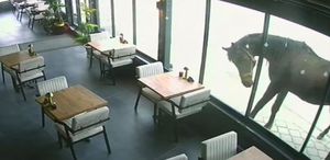Samsun’da ilginç olay: Yılkı atı kafeye çifte attı
