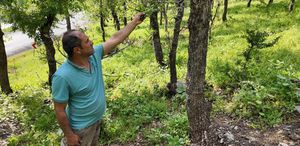 İlçe halkı alarmda Ormanlık alanda tırtıl istilası başladı