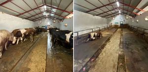 Rakam inanılmaz İşte bütün kurbanlıklarını satan besicinin 1 yılda kazandığı para