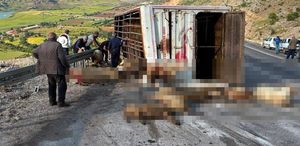 Canlı hayvan taşıyan kamyon kaza yaptı, koyunlar telef oldu