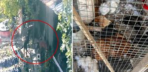 Kümese giren sokak köpekleri dehşet saçtı