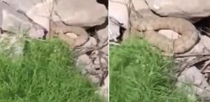 Hakkari’de koca engerek yılanı görüntülendi