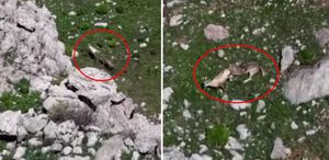 Tunceli’de nefes kesen görüntü Kurtlar, yaban keçisini böyle avladı