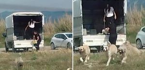 Köpekler Sulak Alana Bırakıldı