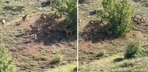 Elazığ’da koruma altındaki dağ keçileri sürü halinde görüntülendi