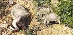 Yer: Malatya Dünyanın en korkusuz hayvanını tek hamlede bayılttı