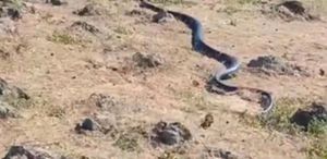 Diyarbakır’da yaklaşık 3 metre uzunluğunda yılan görüntülendi