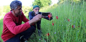 130 Yıl Sonra Yitik Lale Bulundu