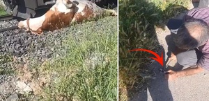 İneğin sahibi bağırarak yardım istedi, eline bıçağı alan olay yerine koştu