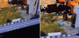 Yer: Konya Görüntüsü olmasa kimsenin inanmayacağı bir olay daha