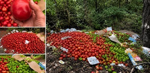 Çanakkale’de kilolarca sağlam sebzeyi ormana döktüler