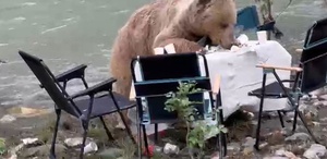 Ayının piknik keyfi kameralara yansıdı