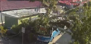 Osmaniye’de çınar ağacı otobüsün üzerine düştü